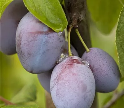 Prunus dom.'Jojo' -S- zert.