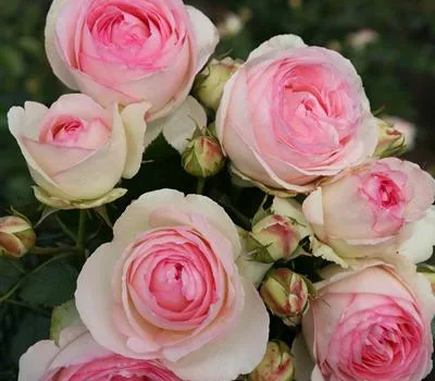 Rosa 'Eden Rose '85' -R- STR V