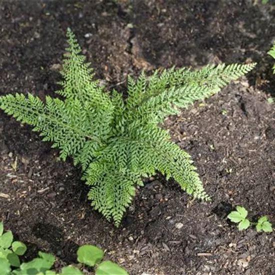 Polystichum setiferum 'Herrenhausen', gen.