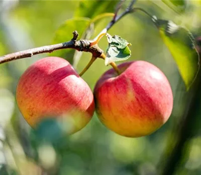 Malus 'Red Topaz' -S- zert.