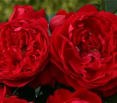 Rosa 'Florentina' -R- KL VI