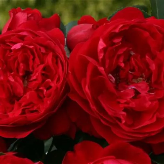 Rosa 'Florentina' -R- KL VI