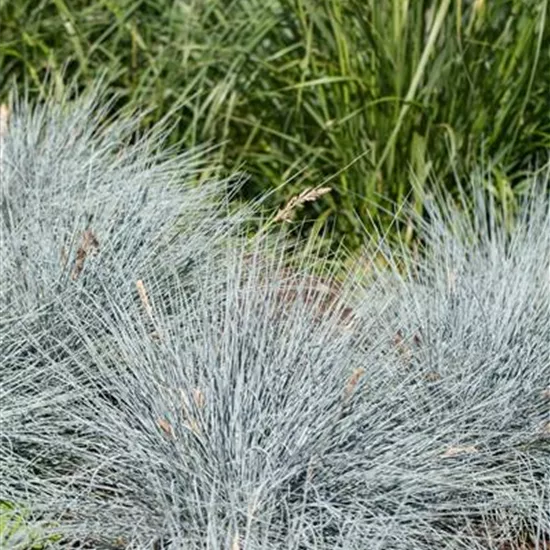Festuca cinerea 'Elijah Blue'