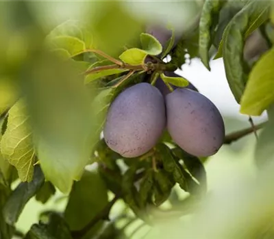 Prunus dom.'Katinka' -S- CAC