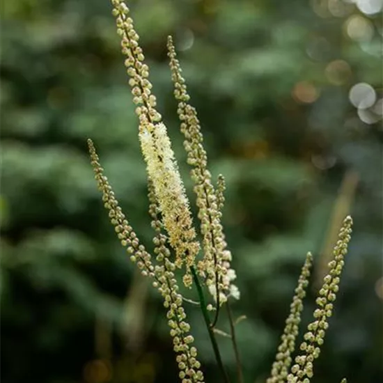 Cimicifuga racemosa var.cordifolia