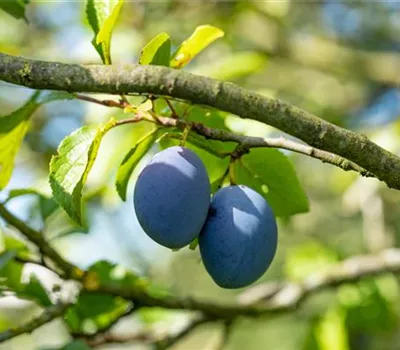 Prunus dom.'Topfive' -S- CAC