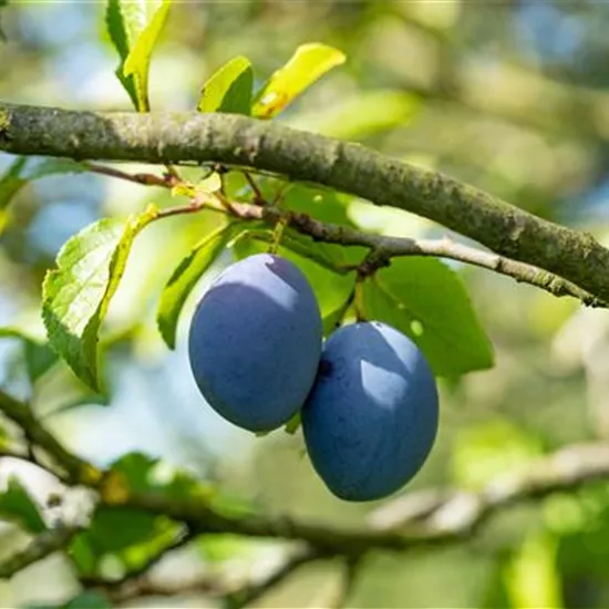 Prunus dom.'Topfive' -S- CAC