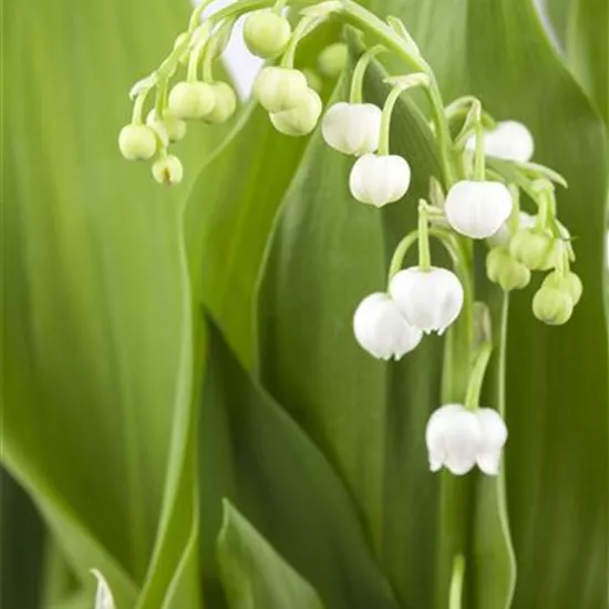 Convallaria majalis, weiß