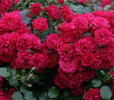 Rosa 'Gärtnerfreude' -R- BDR III