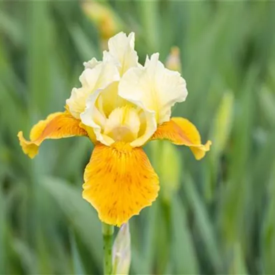 Iris x barb.-elat.'Tulip Festival'