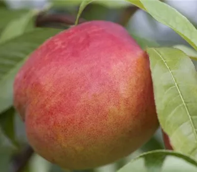 Prunus nuc.'Zwergnektarine' CAC