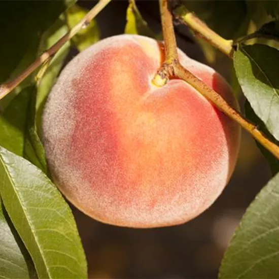 Prunus persica 'Rekord von Alft.' zert.