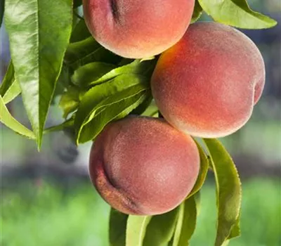 Prunus persica 'Rt. Weinbergpf. Dhein' CAC