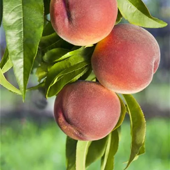 Prunus persica 'Rt. Weinbergpf. Dhein' CAC