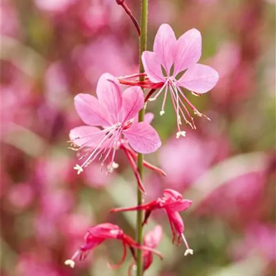 Gaura lindheimerii, weiß