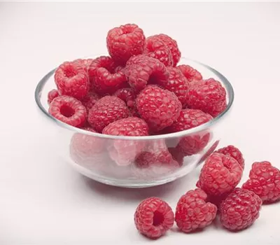 Rubus id.'Aroma-Queen' -S- CAC II