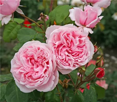 Rosa 'Kiss Me Kate' -R- KL