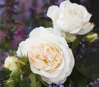 Rosa 'KOSMOS' -R- BT IV