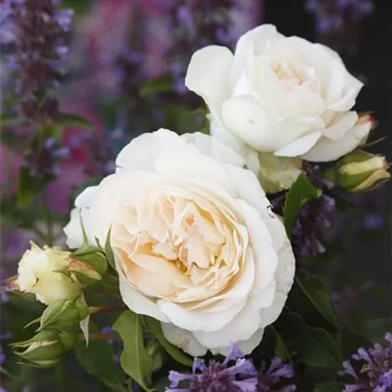 Rosa 'KOSMOS' -R- BT IV