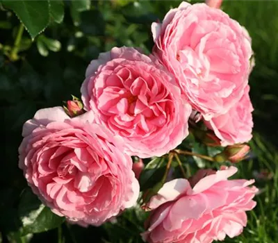 Rosa 'Leonardo da Vinci' -R- BT IV