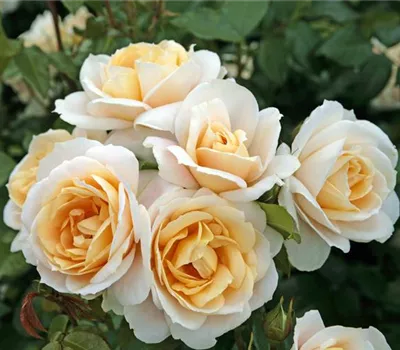 Rosa 'Lions-Rose' -R- BT V