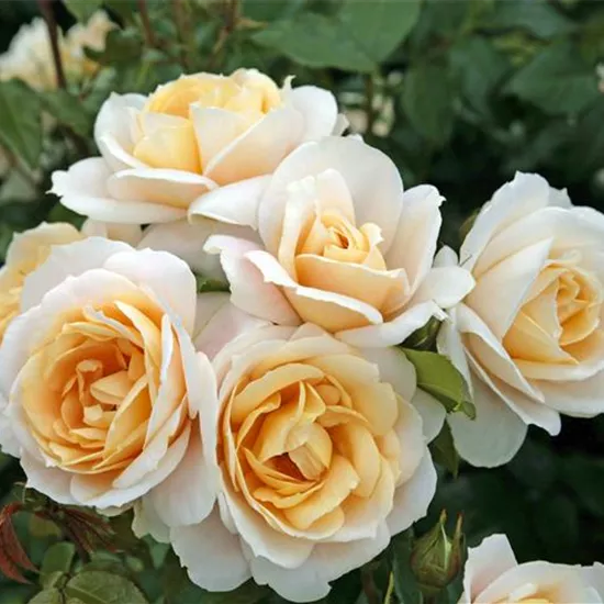 Rosa 'Lions-Rose' -R- BT V