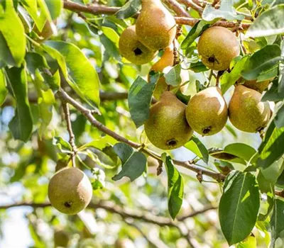 Pyrus com.'Gute Luise v.Avranches' CAC