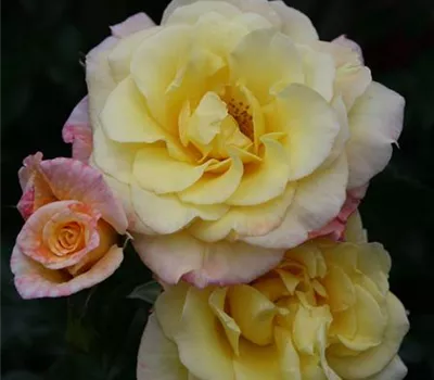 Rosa 'Moonlight' -R- KL VI