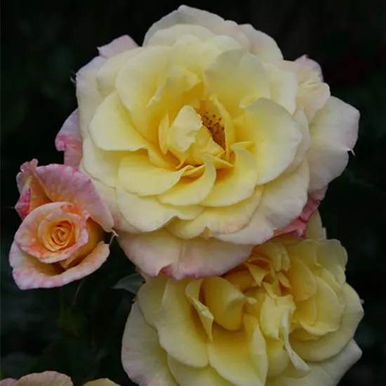 Rosa 'Moonlight' -R- KL VI