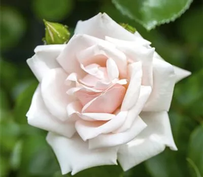 Rosa 'New Dawn' KL IV