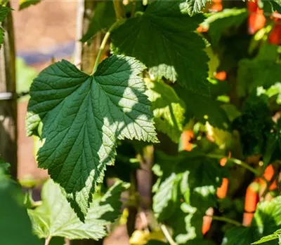 Ribes Jostabeere CAC