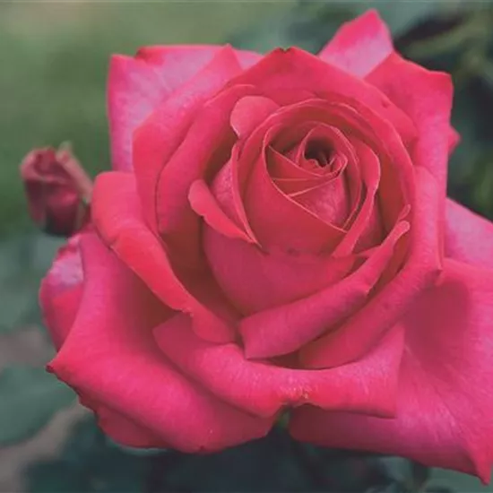 Rosa 'Parole' -R- TH IV