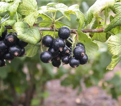 Ribes nigrum 'Tsema' CAC II