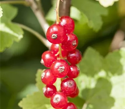 Ribes rubrum 'Jonkheer van Tets' CAC I