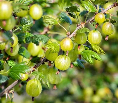 Ribes uva-crispa 'Invicta' CAC II