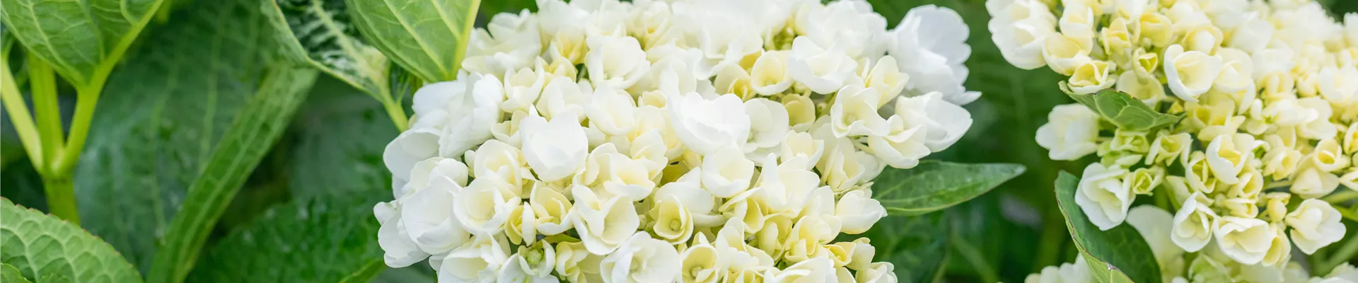 Hydrangea macrophylla 'First White'®