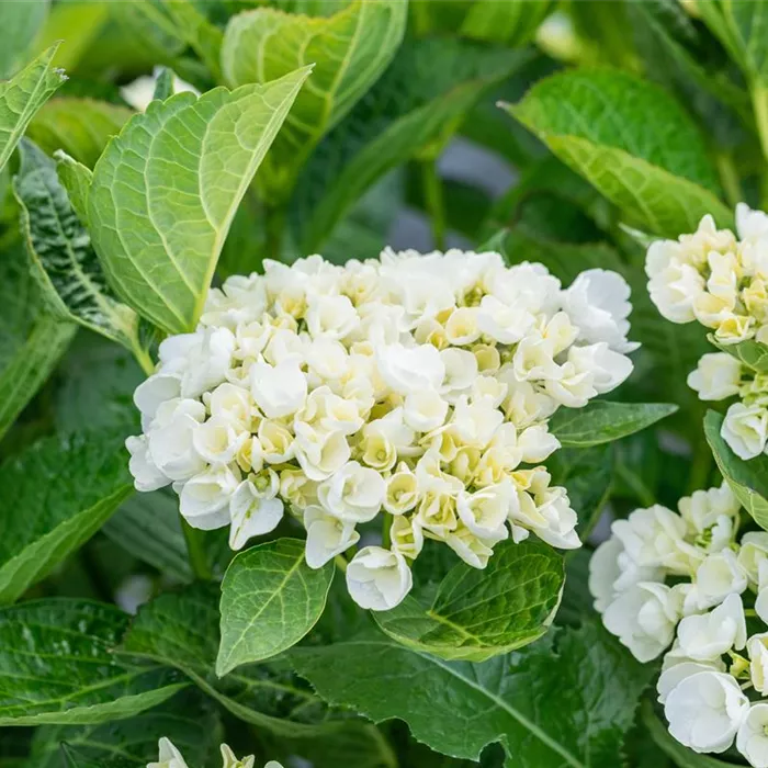Hortensien: Die beliebten Allrounder für Ihren Garten!