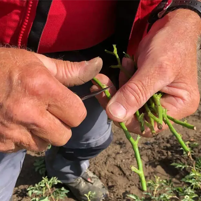 Ein Blick hinter die Kulissen der faszinierenden Rosenveredelung!