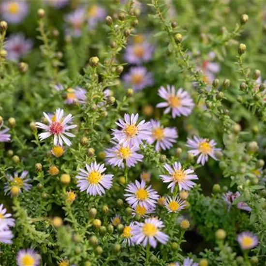 Aster vimineus 'Lovely'
