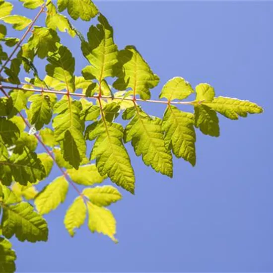 Koelreuteria paniculata