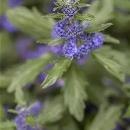 Caryopteris clandonensis 'Blue Balloon' -R-