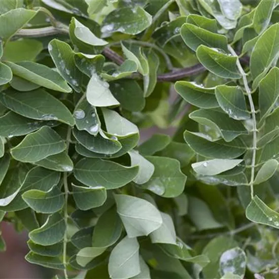 Robinia pseudoac.'Twisty Baby' -R-