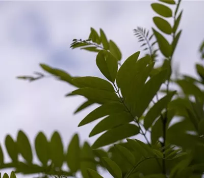 Robinia pseudoac.'Umbraculifera'