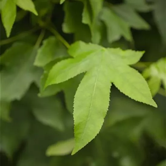 Liquidambar styraciflua 'Gumball'