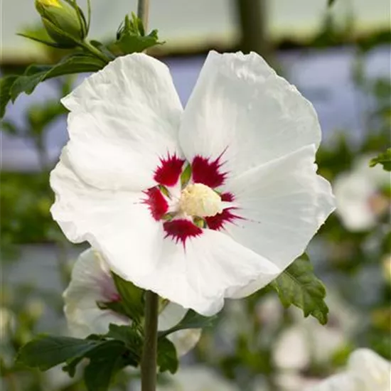 Hibiscus syriacus 'Red Heart'