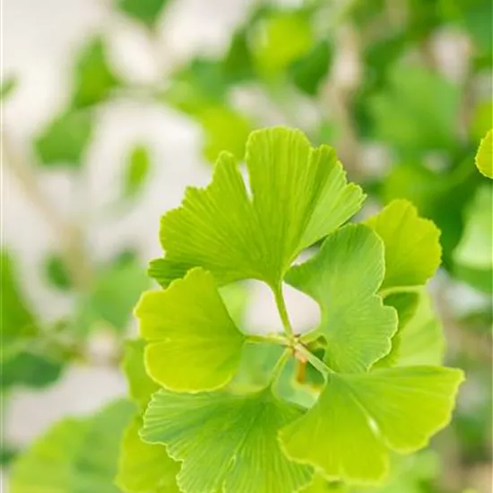 Ginkgo biloba 'Menhir' -R-