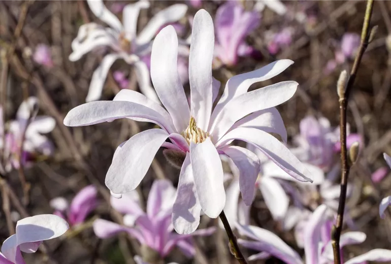 Magnolia liliiflora 'Susan'