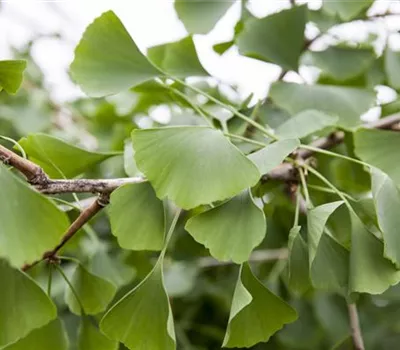 Ginkgo biloba 'Pendula'