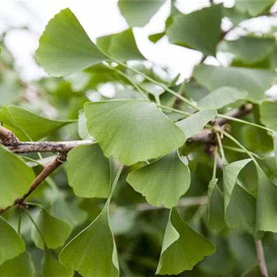 Ginkgo biloba 'Pendula'