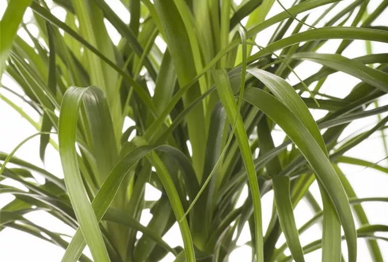 Beaucarnea recurvata